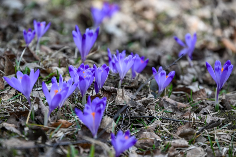 Krokusy na Harendzie, fot. Marcin Szkodziński