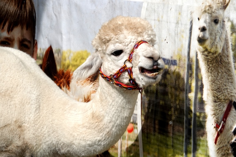 Rolnicy, ogrodnicy i smakosze spotkali się w Starym Sączu (zdjęcia)