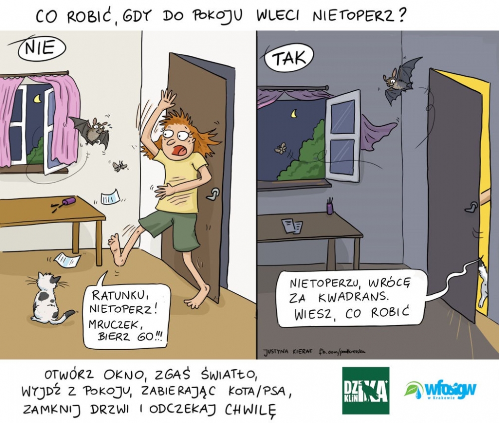 Akcja eko-Edukacja: Nietoperz w pokoju, co robić?