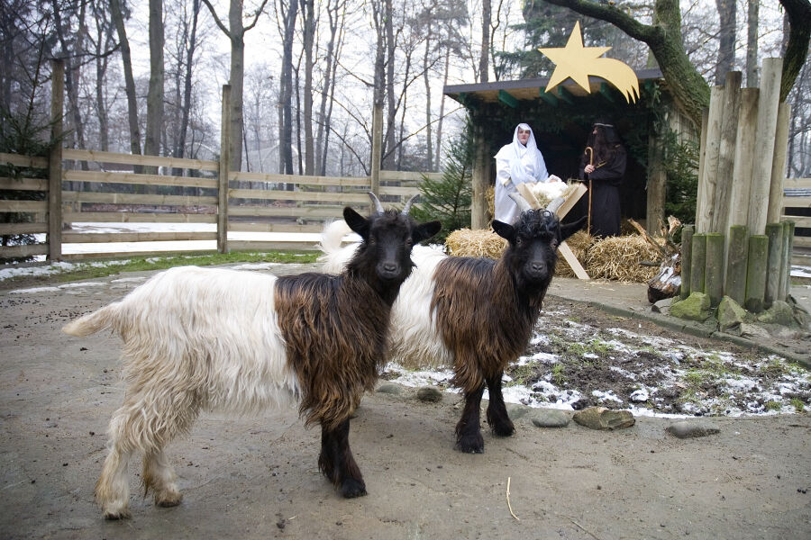 fot. materiały prasowe/ zoo