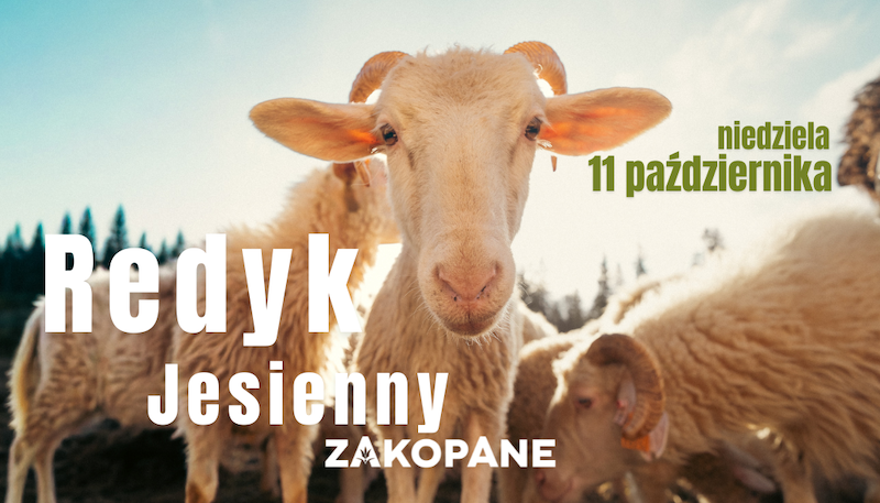 Owce przejdą ulicami miasta w wielkim święcie pasterskich tradycji