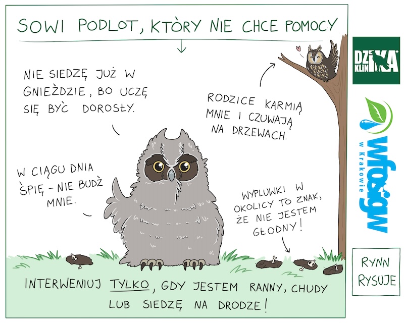 Akcja eko-Edukacja: Puchata sówka na ziemi – czy to normalne?