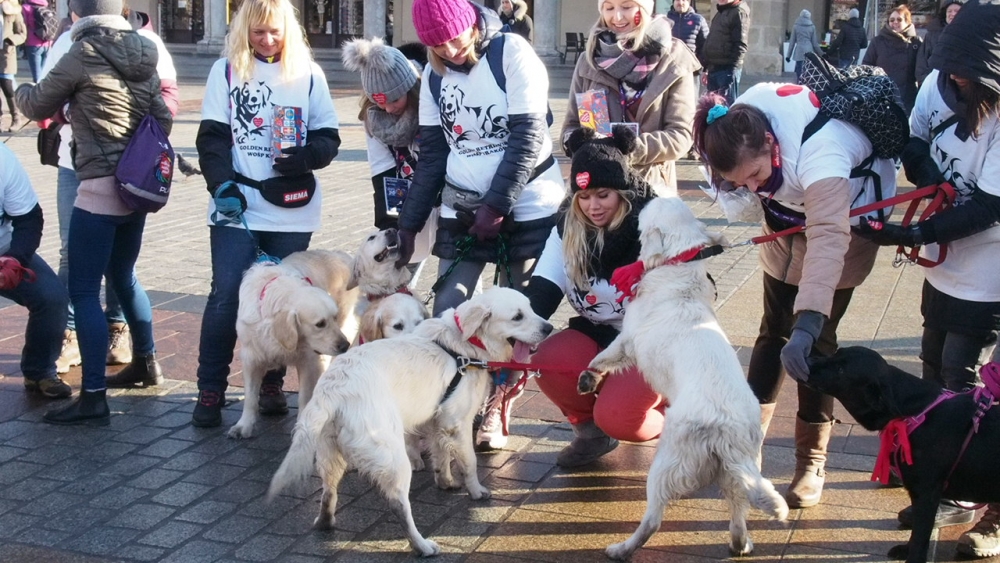 WOŚP 2018. Goldeny retrievery kwestowały z Orkiestrą (zdjęcia)