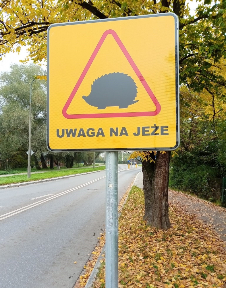 Uwaga na jeże!