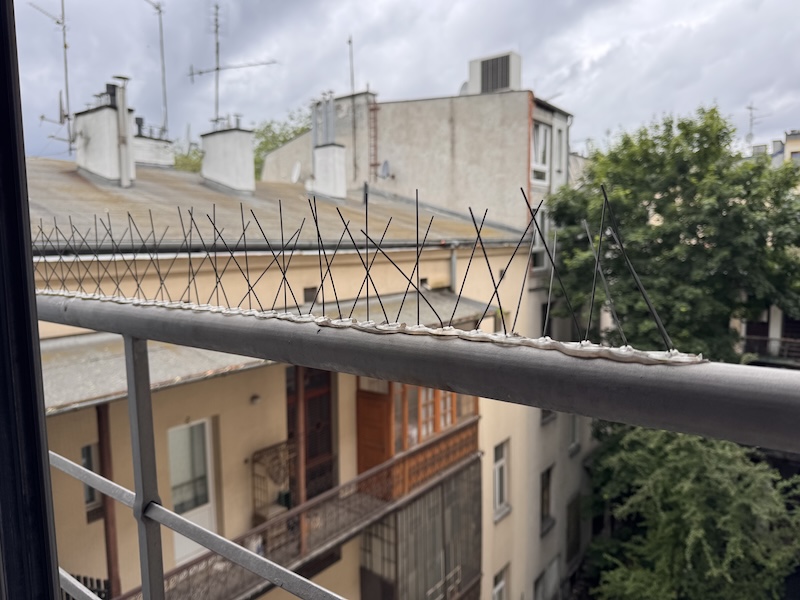 Tak dalej być nie może! – alarmuje gołębi behawiorysta