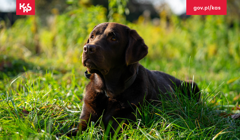 Labradorka Suzi na tropie narkotyków