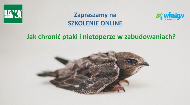 Jak chronić ptaki i nietoperze w zabudowaniach?