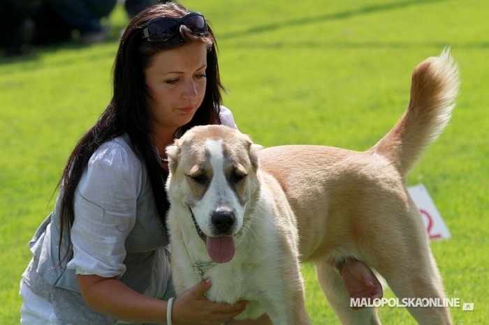 Nowy Targ: czworonogi na miejskim stadionie - 15. Jubileuszowa Wystawa Psów Rasowych (zdjęcia)