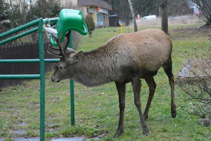Cywilizacja zabiła jelenia