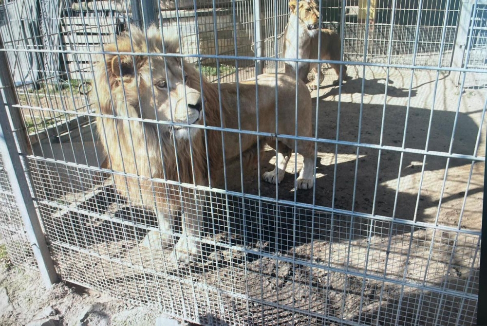 Dwa lwy i tygrys w przydomowym ogródku