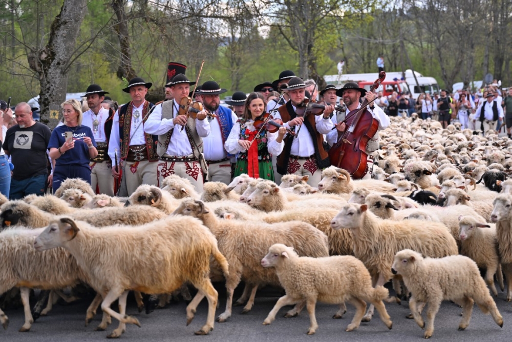 Redyk wiosenny w Szczawnicy. Tradycja pasterska ożyje podczas majówki