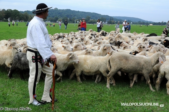 Redyk na Błoniach - kulturowy wypas owiec w Krakowie (zdjęcia)