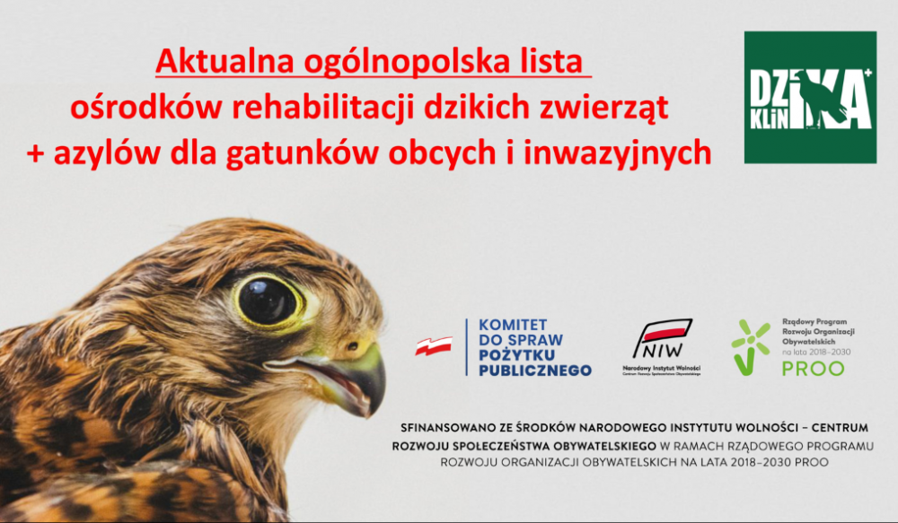 Gdzie szukać pomocy dla dzikiego zwierzęcia?