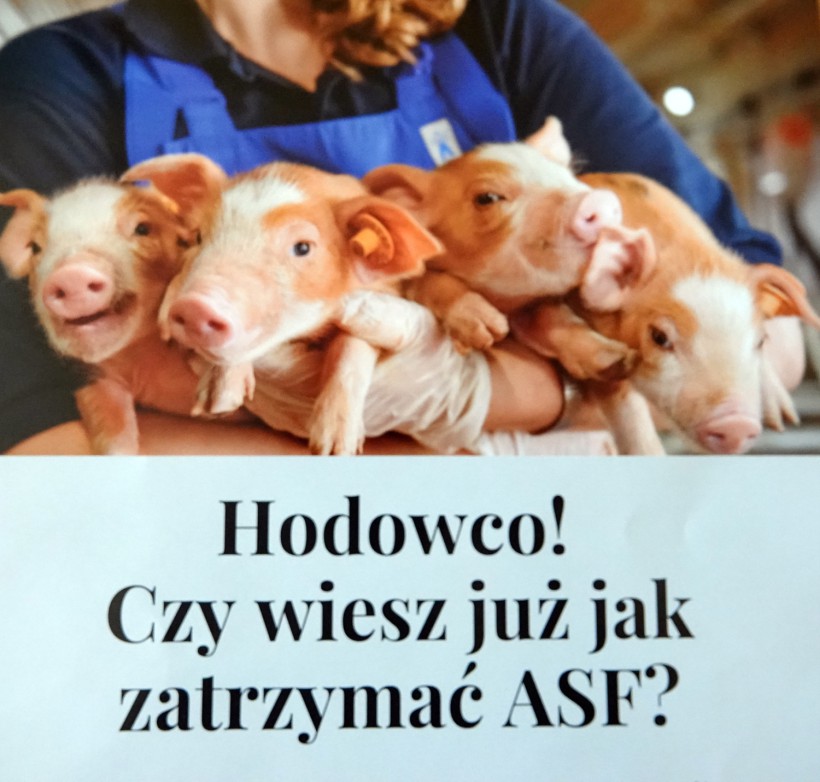 Apel do hodowców: Afrykański Pomór Świń nie jest groźny dla ludzi, ale…
