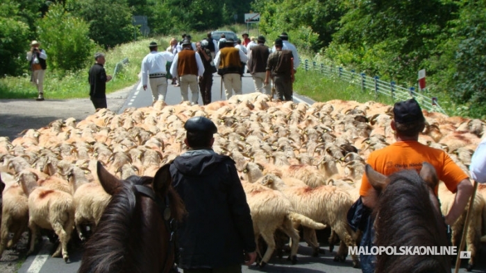 Trwa "Redyk Karpacki – Transhumance". Bacowie z owcami przemierzają  Bieszczady (zdjęcia)
