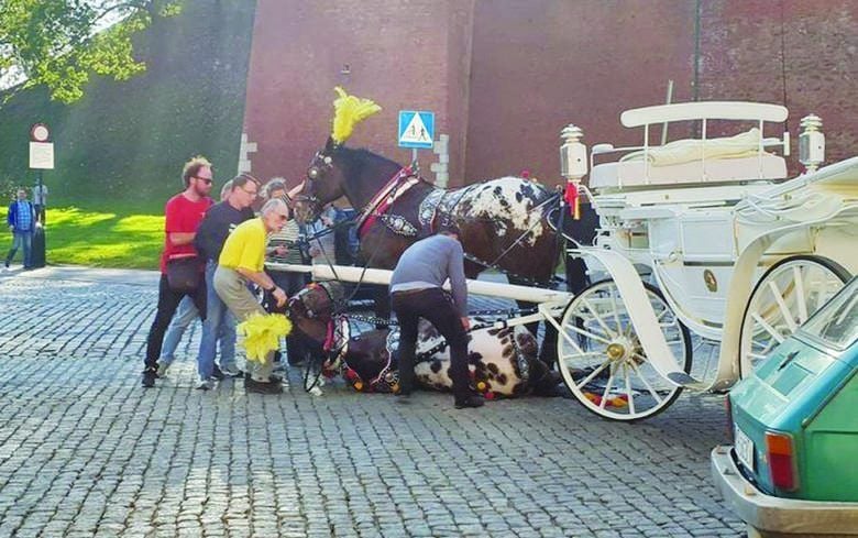 Nie dla dorożek na sesji Rady Miasta Krakowa