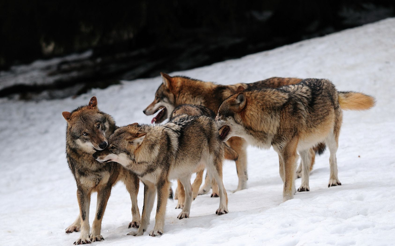 mat. prasowe Pracowni na rzecz Wszystkich Istot