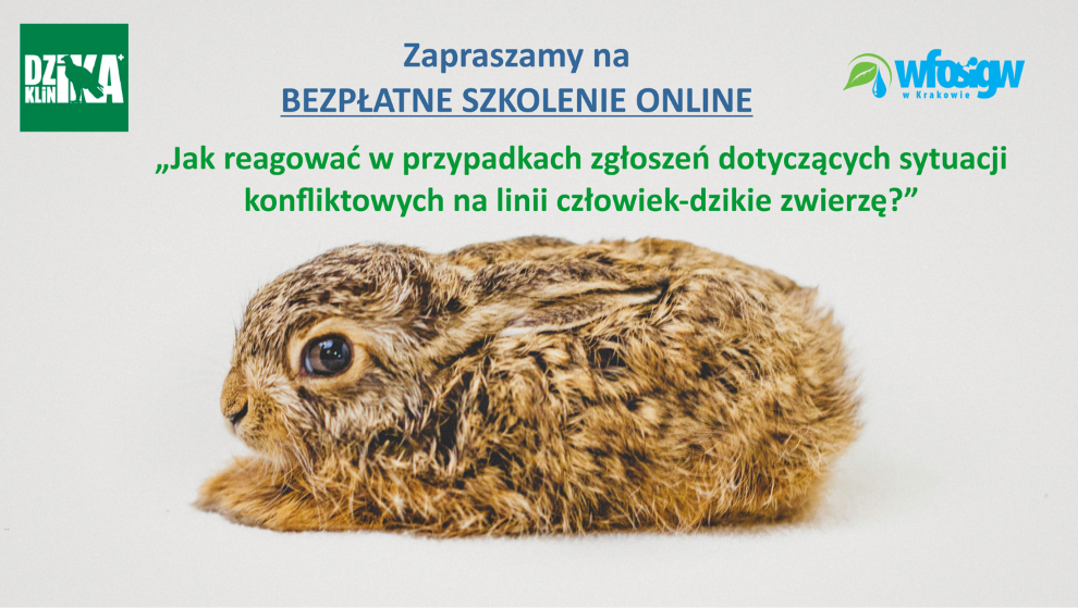 Bezpłatne szkolenie online o dzikich zwierzętach z Fundacją Dzika Klinika