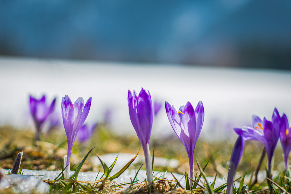 Krokusy zwiastują wiosnę w Kościelisku (zdjęcia)