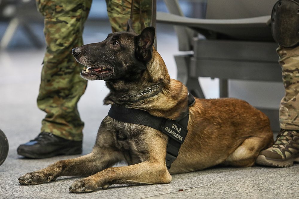 zdj. ilustracyjne, fot. M. Adamowski