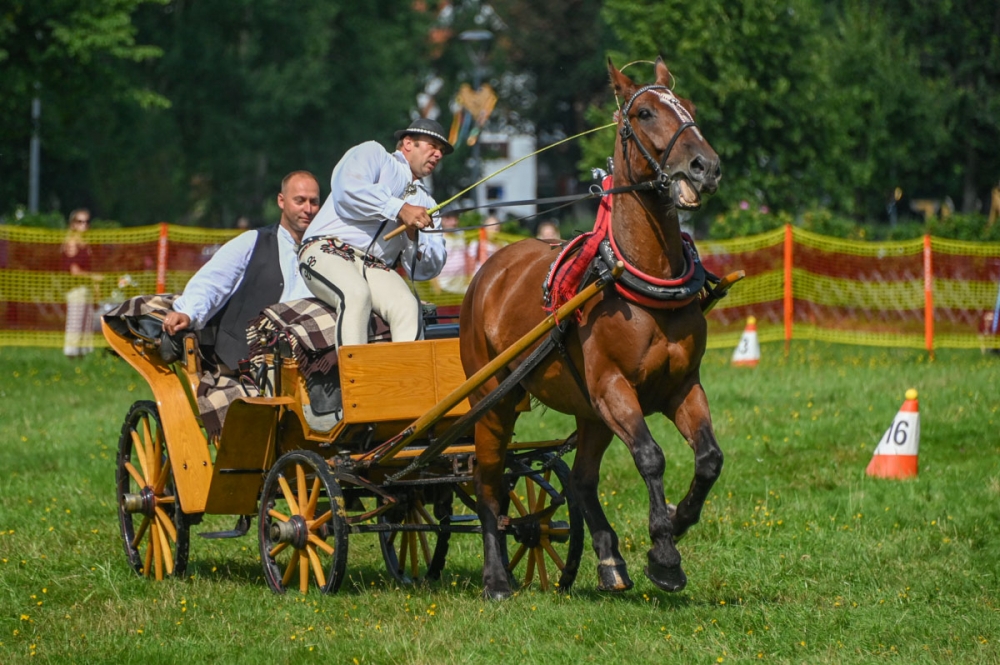 Mistrzostwa Podhala w Powożeniu na rozpoczęcie 54. MFFZG (duża galeria)