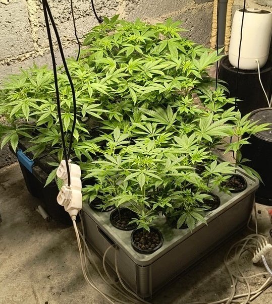 Policjanci zatrzymali trzech mężczyzn podejrzewanych o uprawę konopi i posiadanie narkotyków