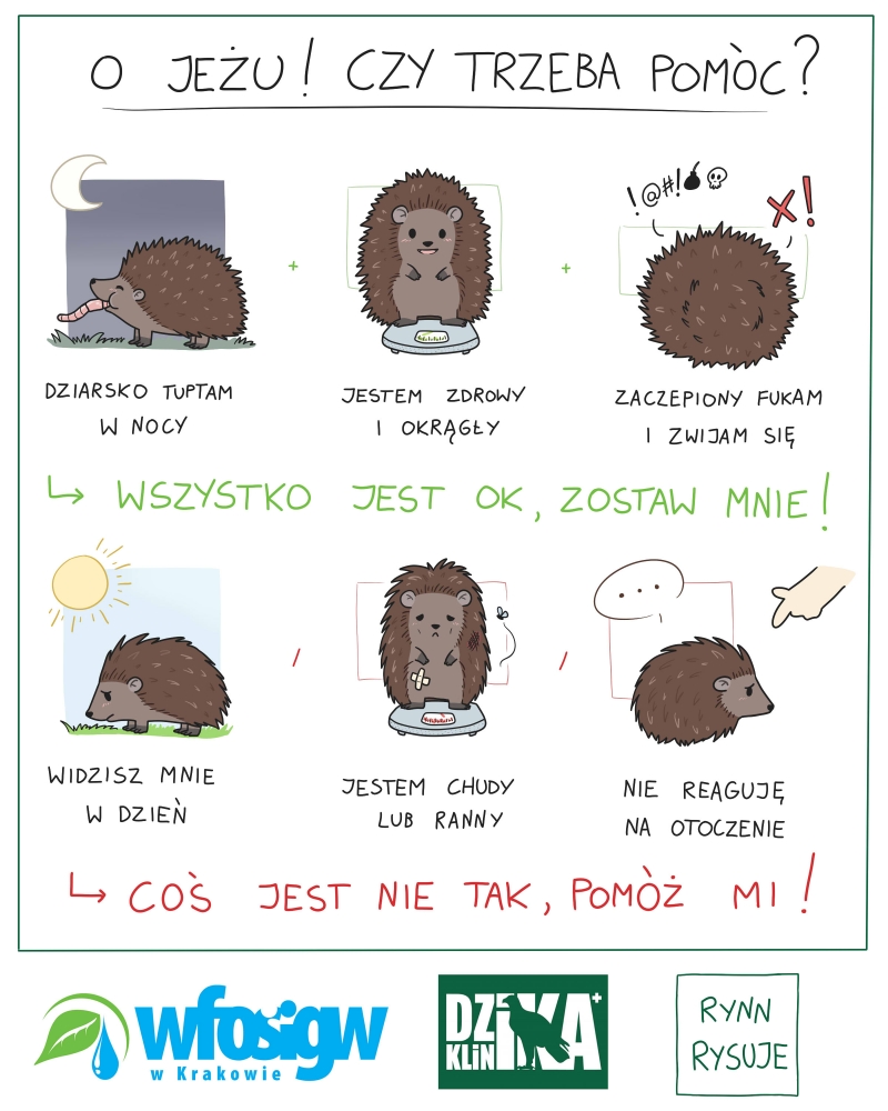 Akcja eko-Edukacja: Kiedy jeż potrzebuje pomocy?