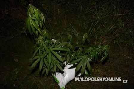 Przypadkowe odkrycie hodowli marihuany