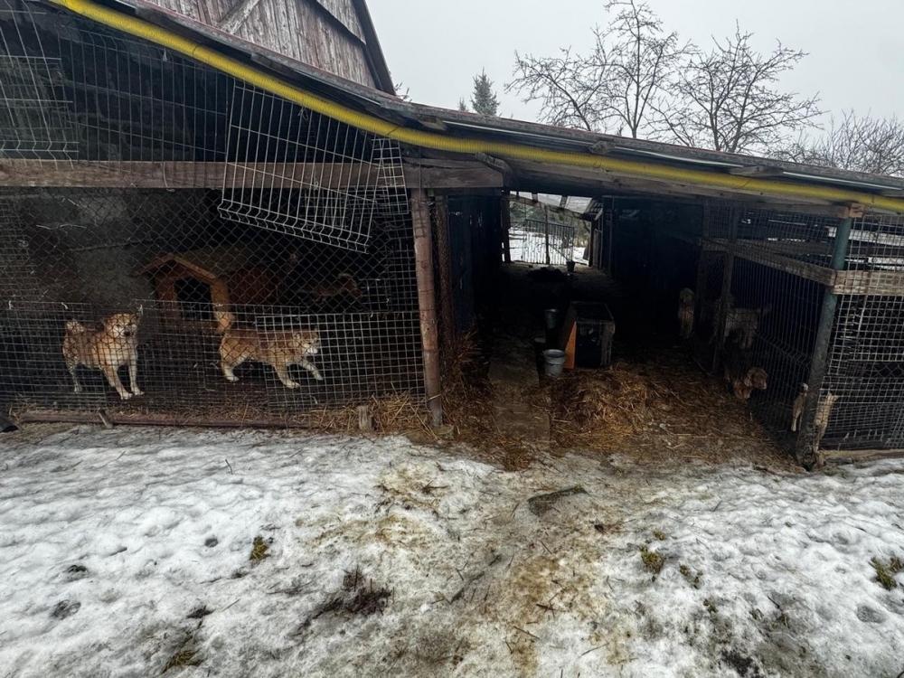 Plicjanci ujawnili nieprawidłowości w opiece nad zwierzętami