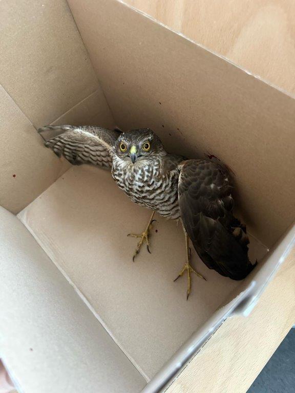 Krogulec trafił do pudła