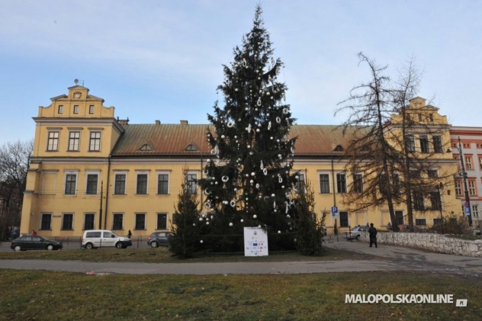 Przed Oknem Papieskim stanie bukowiańska choinka