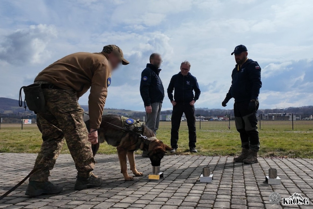 Cztery łapy, które ratują życie