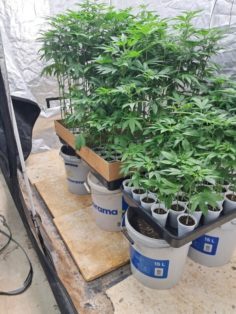 73-letni recydywista wraz 37-letnim wspólnikiem prowadzili plantację marihuany