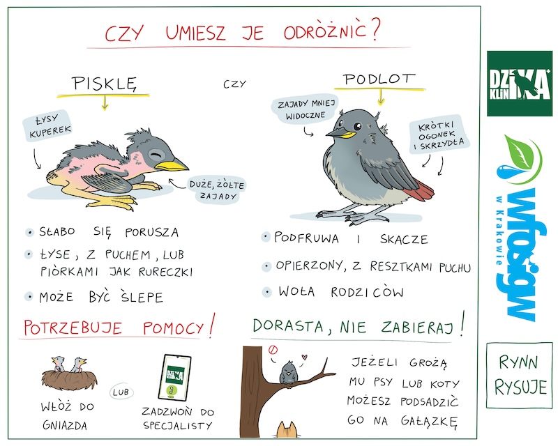 Akcja eko-Edukacja: Podlot to nie pisklę. Nie zabieraj go do domu!