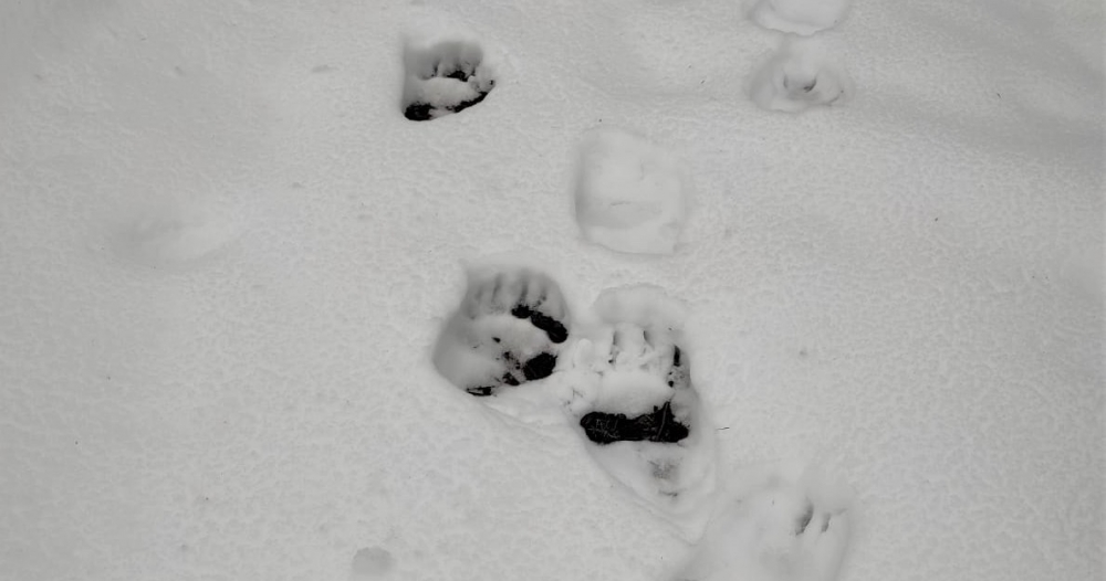 Nielegalny imigrant ze Słowacji. Straż Graniczna tym razem nie interweniowała