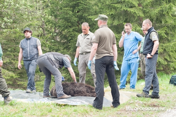 Eryk, jeden z najstarszych tatrzańskich niedźwiedzi został uśpiony