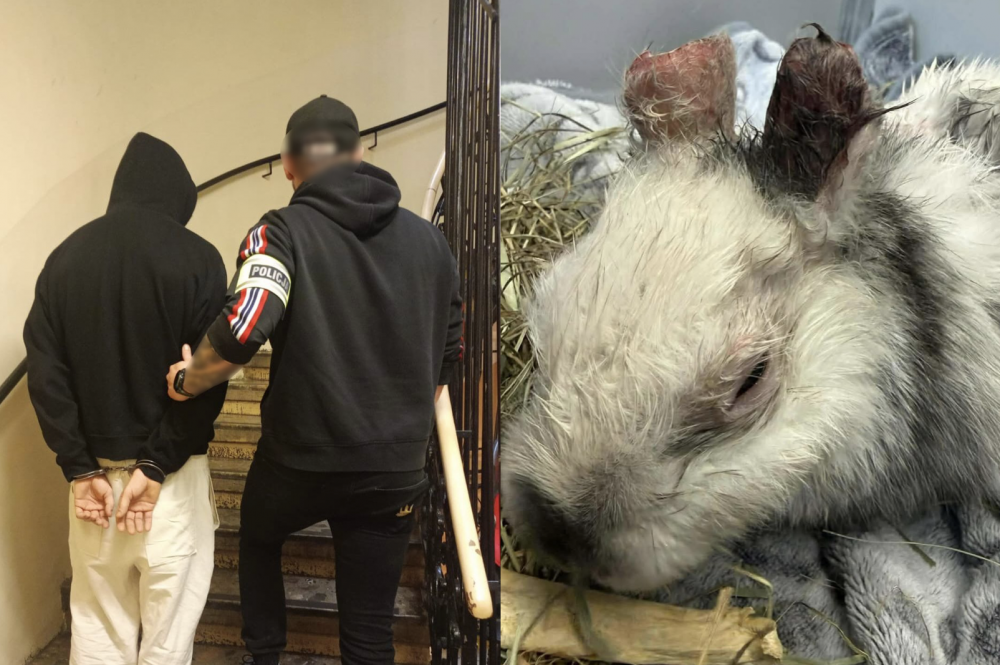 Podejrzany o brutalne okaleczenie zwierzęcia w rękach policji. Sprawa Marcysia poruszyła Kraków i nie tylko