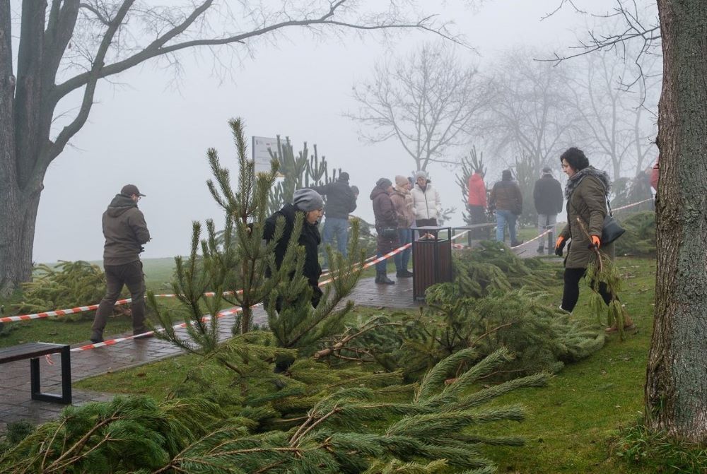 Przygarnij sosnę na Święta
