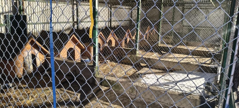 Ponowne kontrole schronisk. Brak uchybień, sytuacja jest stale monitorowana