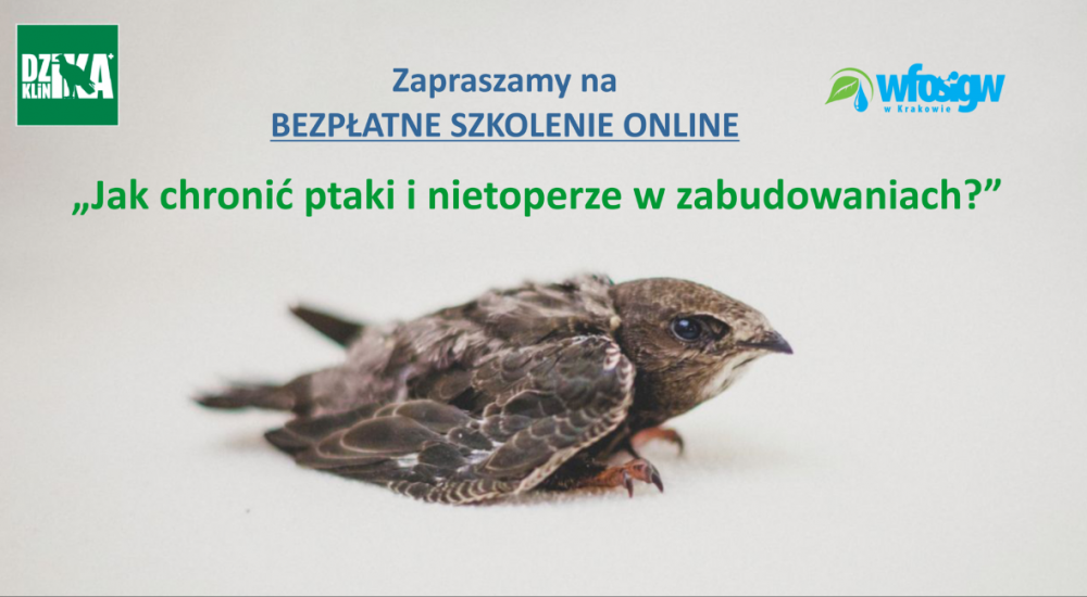 Bezpłatne szkolenie online  