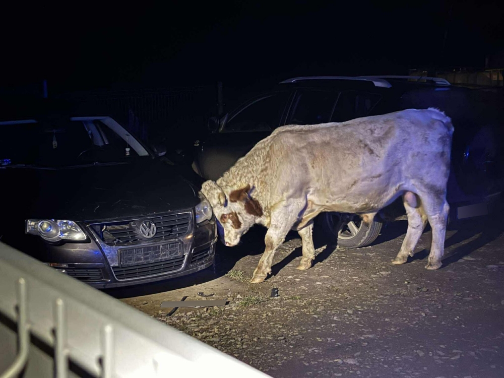 Agresywne byki uciekły z gospodarstwa